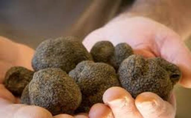 Les truffes de Saint Paul trois chateaux - drome Provençale
