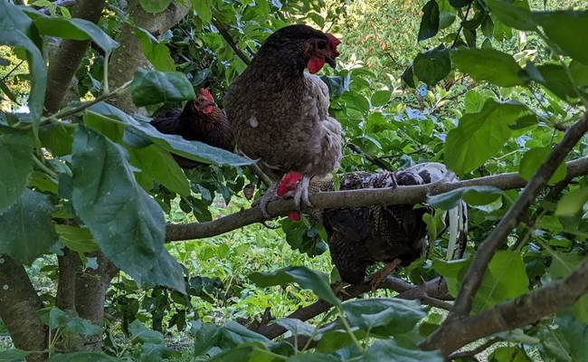 les poules de la maison