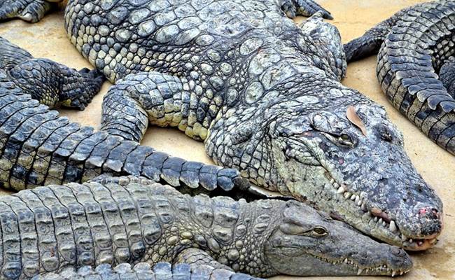 La ferme aux crocodiles