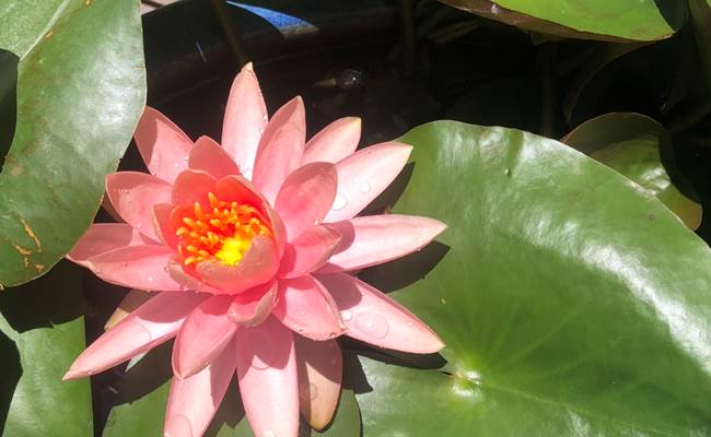 Fleurs de La Réunion