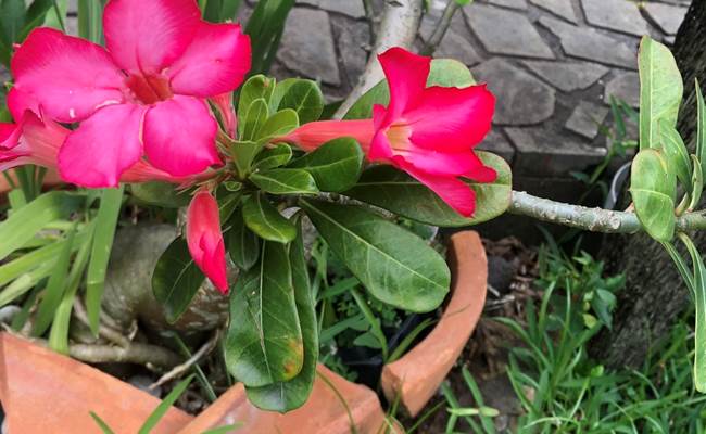 Plantes colorées