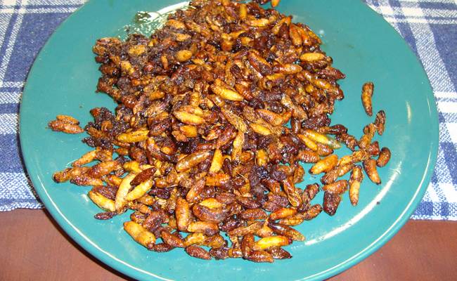 friture de guêpes