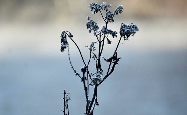 Ochtendvorst - Givre matinal - Morgenfrost - Morning frost