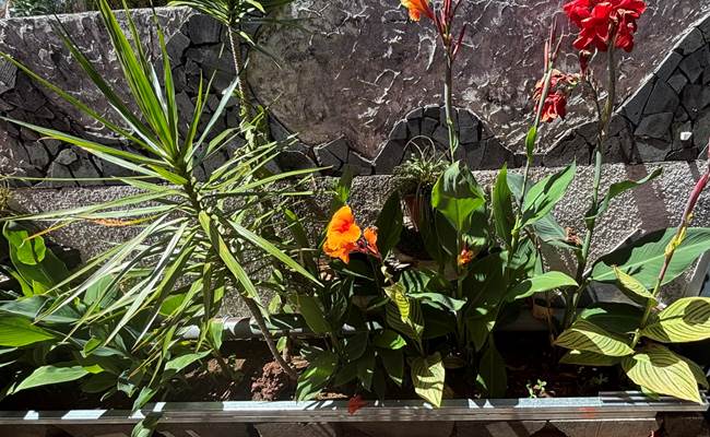 Plantes colorées