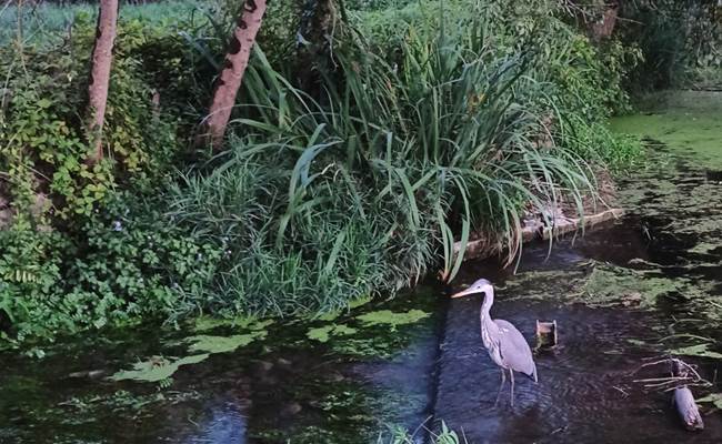 scène naturaliste d'un héron en bord de Seugne
