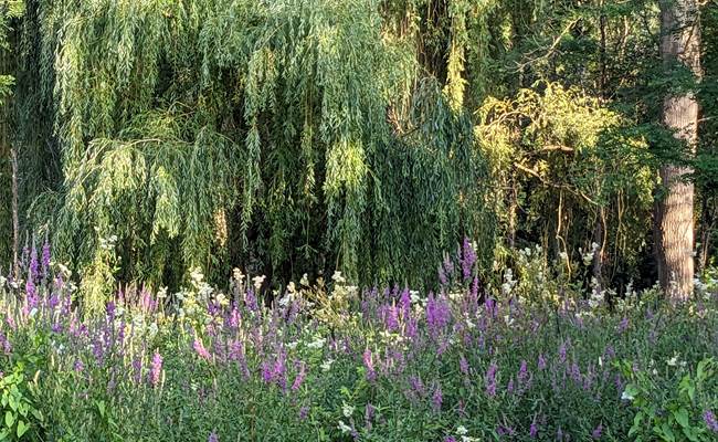prairie alluviale de la Seugne