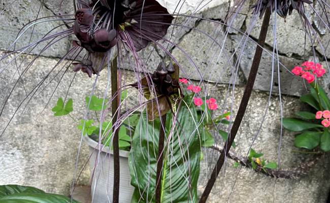 Fleurs exotiques