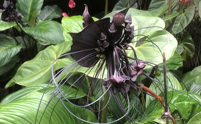 Fleurs en pleine floraison