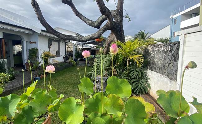 Jardin tropical à La Réunion