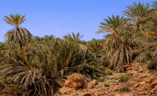 Dans l'oasis de Saf-Saf
