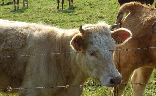 les belles vaches de normandie