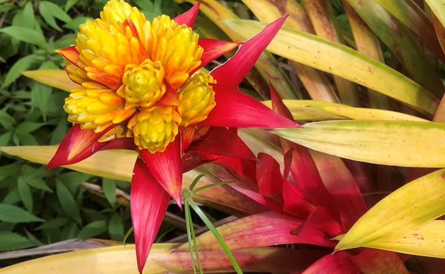 Fleurs tropicales