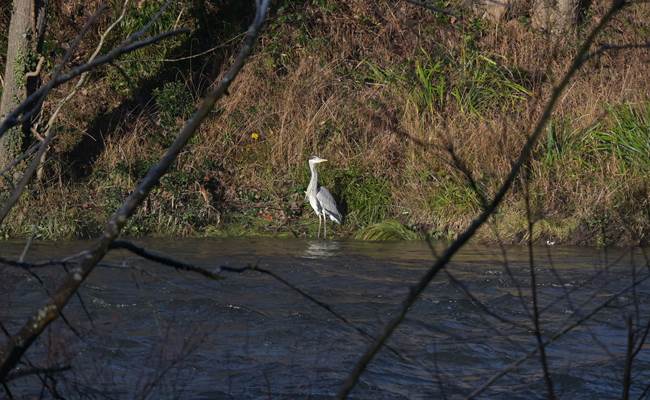 Blauwe reiger- Héron cendré - Graureiher - Grey heron