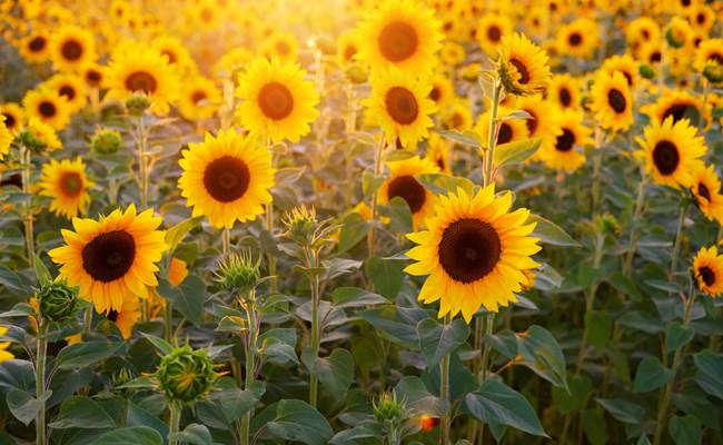Maison Manechal sunflowers