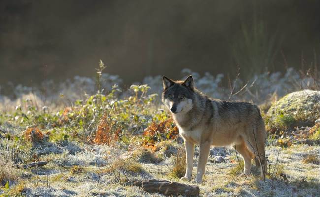 Le Parc Animaliers des Monts de Guéret permet de découvrir les loups dans leur habitat naturel