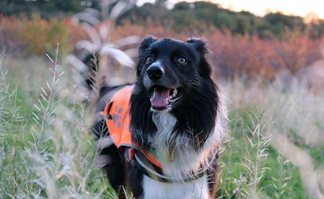 Ocho notre chien