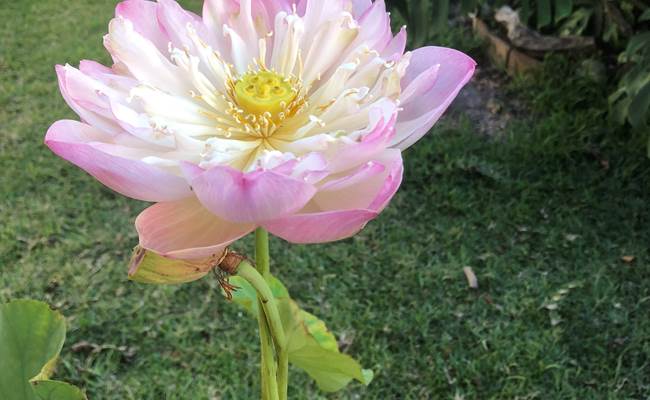 Fleurs colorées