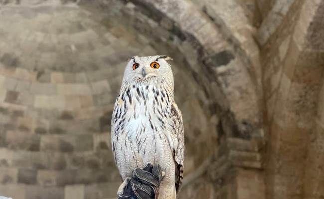 Hibou grand-duc