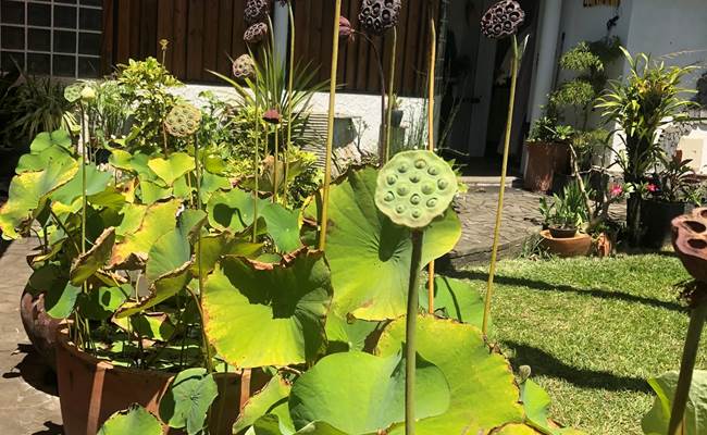 Plantes tropicales