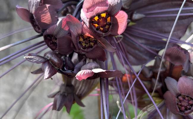 Fleurs exotiques 
