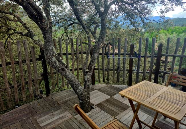 Un olivier au milieu de la terrasse