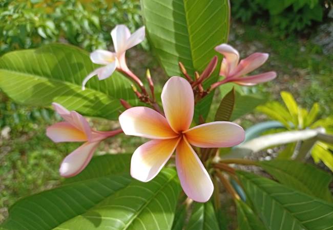 Gite-Cocotier-jardin-flore-guadeloupe-sainte-anne