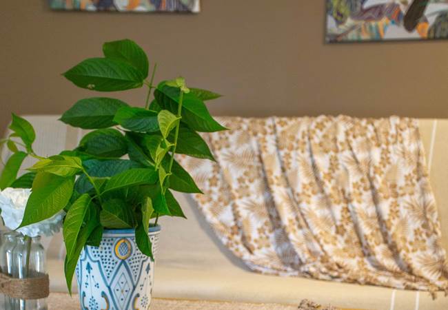 Gite-Cocotier-salon-repos-detente