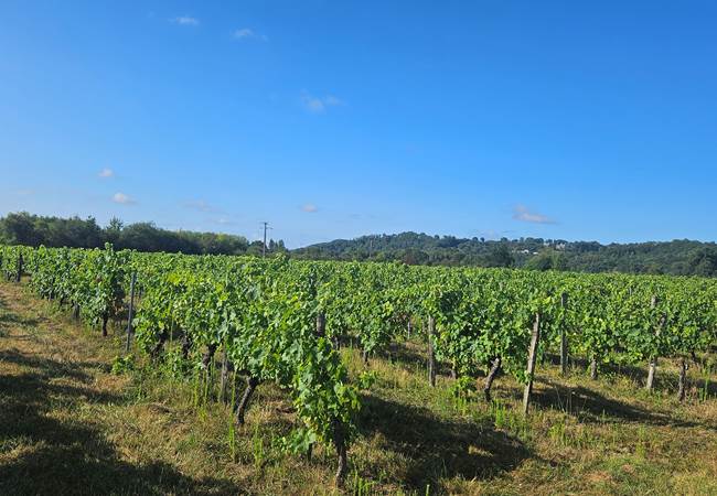 Vignoble