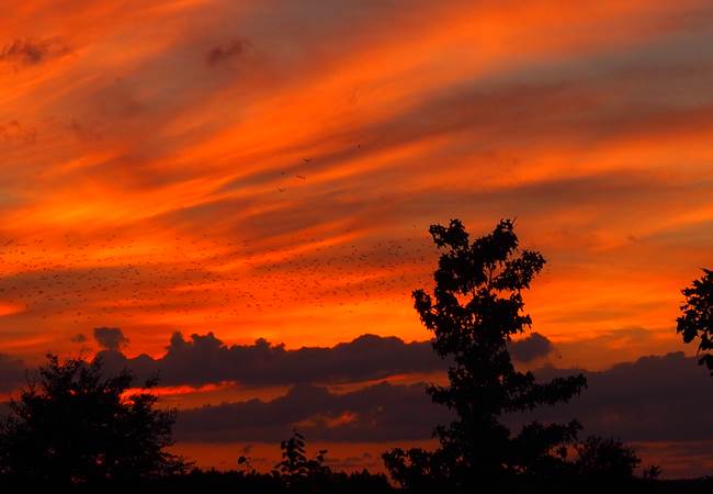 Les oiseaux sansonnets au soleil couchant