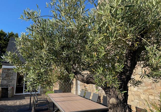 Olivier sur la terrasse