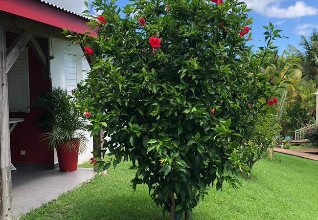 Panorama-jardin-villa-hibiscus-sainte-anne-guadeloupe