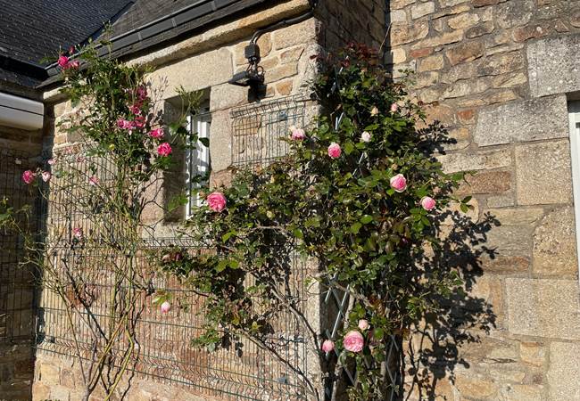 Rosier sur la terrasse