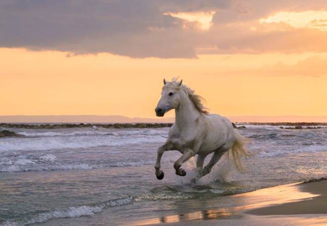 20250505_camargue_1423-1536x1024