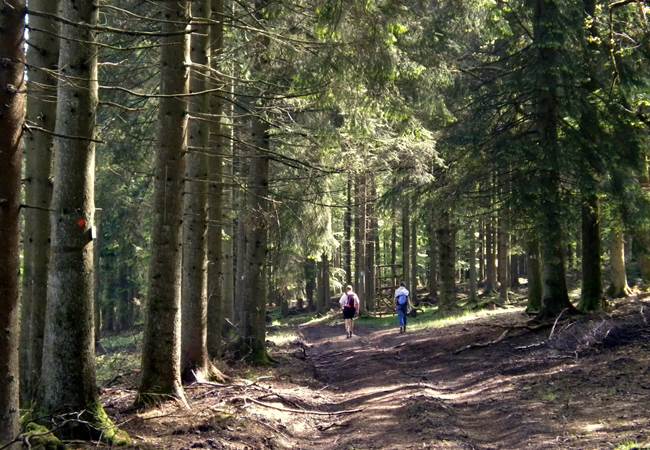 Balades en forêts