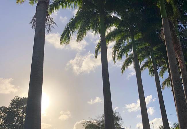 A-l-ombre-des-palmiers-royaux-jardin-l'or-des-caraibes