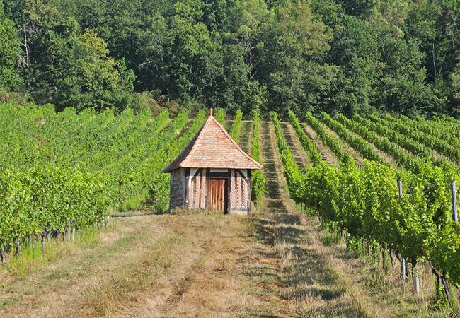 Vignoble-vigne-raisin-Bergerac