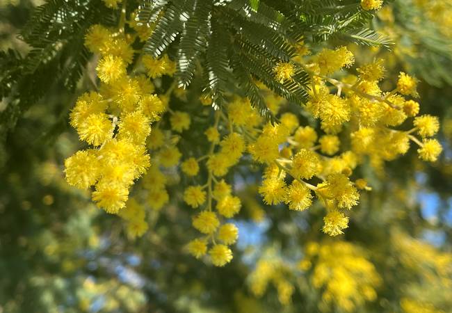 Mimosa du jardin