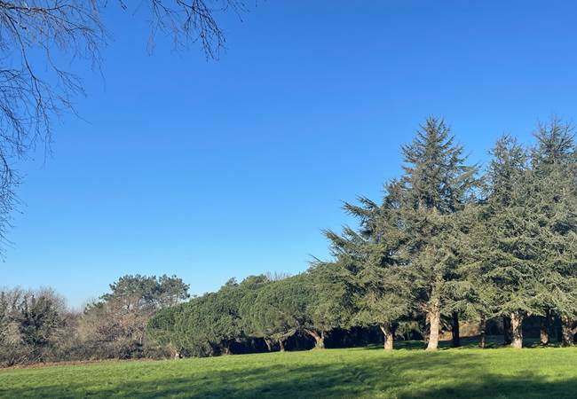 Les cèdres et le parc