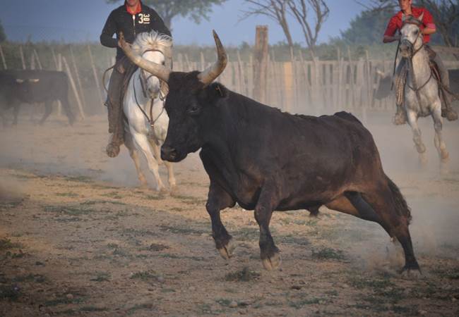 taureau-camarguais-338371e8-3f3d-4174-b6cb-473ba71555aa