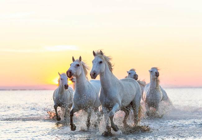 camargue-white-horses-running-in-water-peter-adams