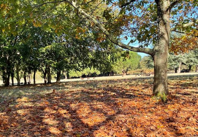 maison-vacances_bretagnesud_morbihan_nature_parc