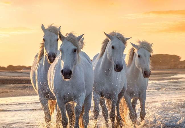 130122-camargue-1 (1)