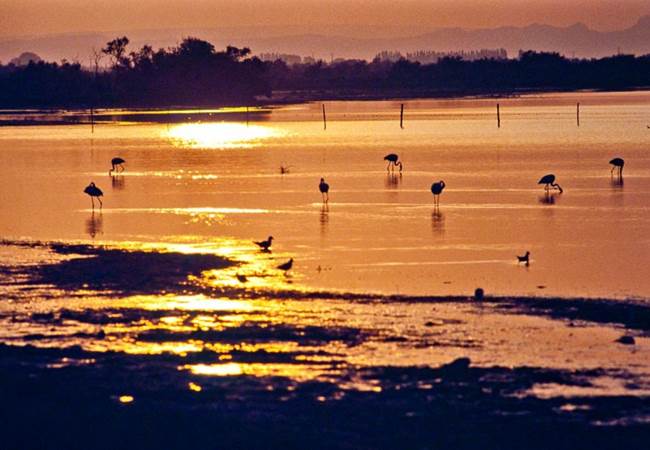 Etang_de_Vaccarès_en_Camargue