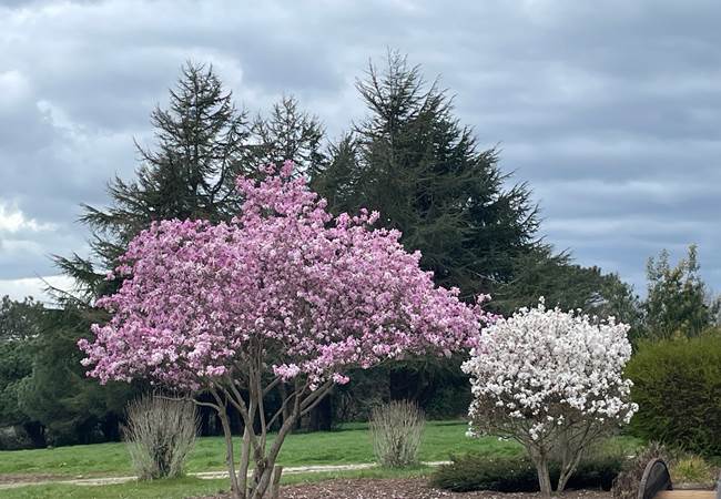 Jardin le 21 mars 2025