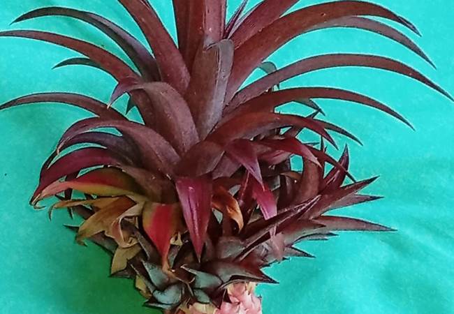 Gite-Bananier-ananas-tropical-guadeloupe-sainte-anne