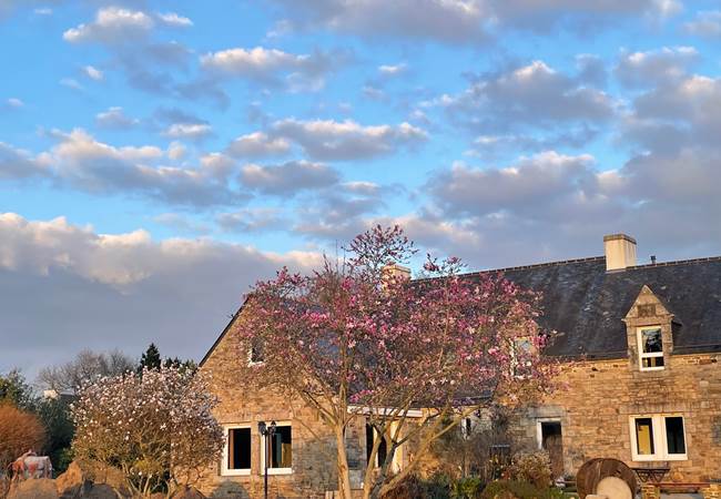 Arbres en fleurs coucher du soleil