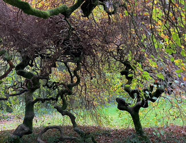 Le parc et ses arbres remarquables