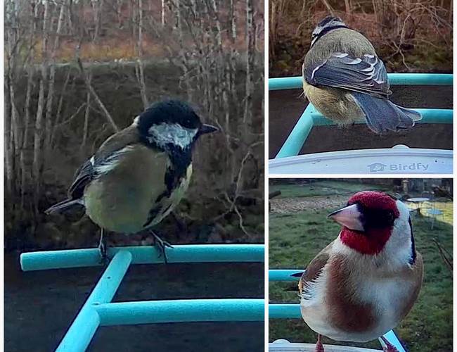 Mésange charbonnière et Chardonneret élégant