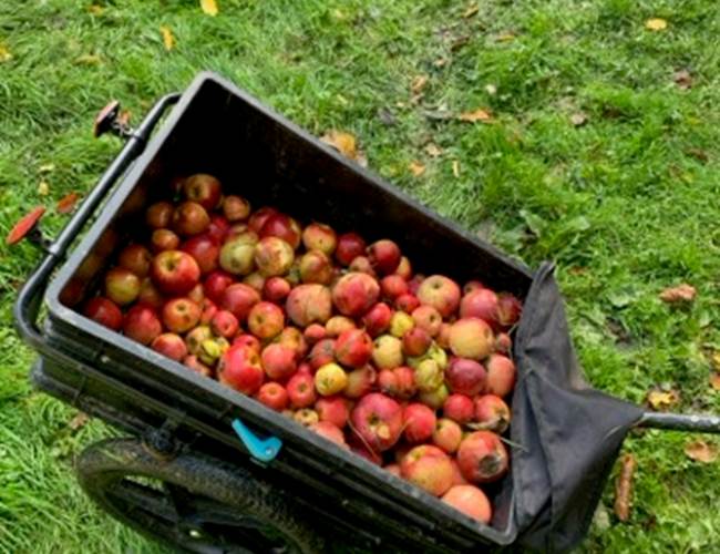 ramassage de pommes