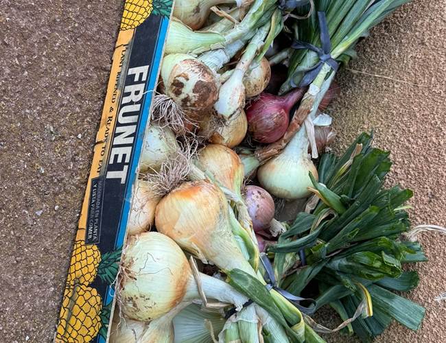 Récolte dupotager de  La Maison des Etoiles
